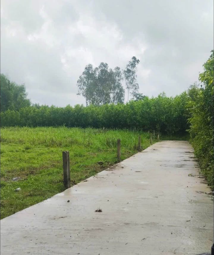 Farm tại Tịnh Trà 2300m² giá 600 triệu - Phù hợp làm nhà vườn