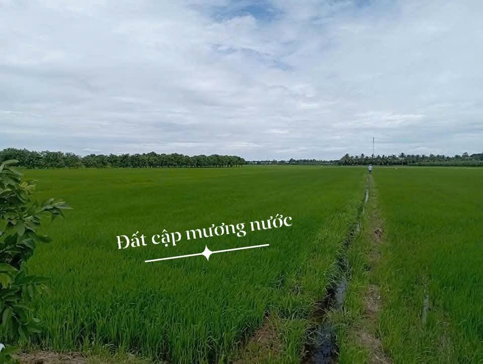 Đất nông nghiệp 5 công tại Tân Thạnh Củ, Tân Châu - Sổ đỏ chính chủ, giá tốt!