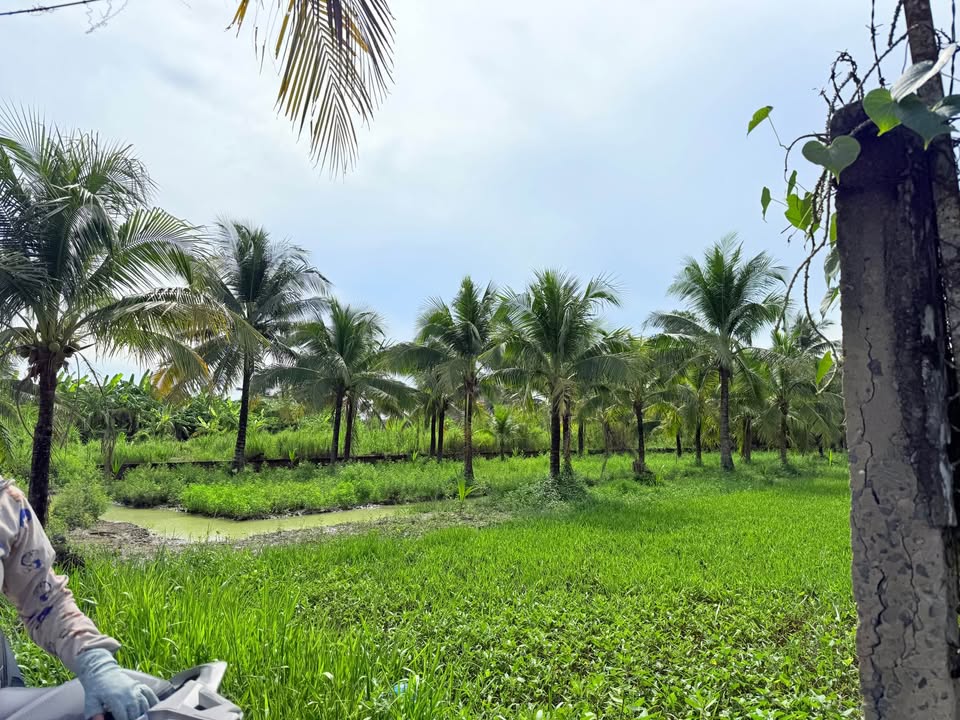 Đất nền 210m² tại Bình Phú, Bến Tre giá 3.5 tỷ - Đầu tư sinh lời ngay!