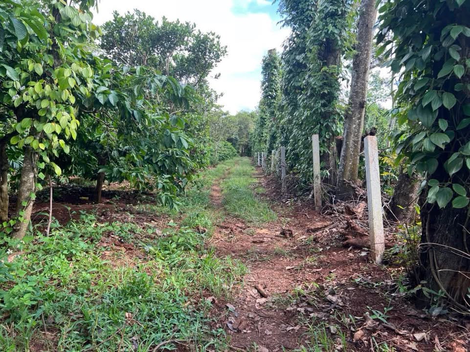 Đất sào hẻm 19 tháng 5 gần hồ Ea Kao 11400m² giá chỉ 899 triệu - Cơ hội đầu tư tuyệt vời!