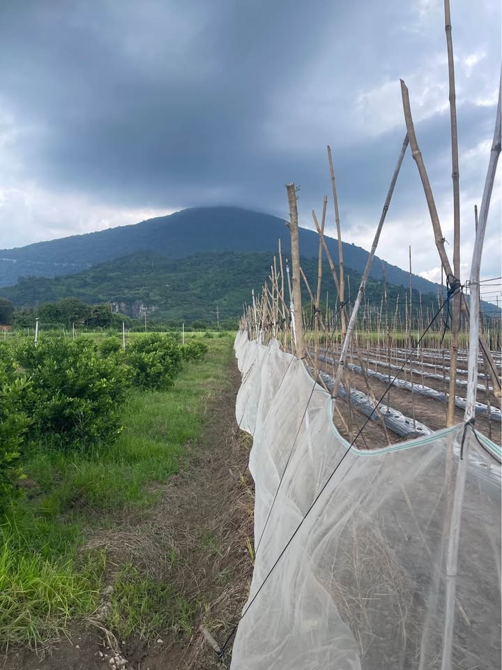 Đất nền Ninh Sơn Tây Ninh 80000m² giá 5 tỷ - View núi Bà Đen tuyệt đẹp!