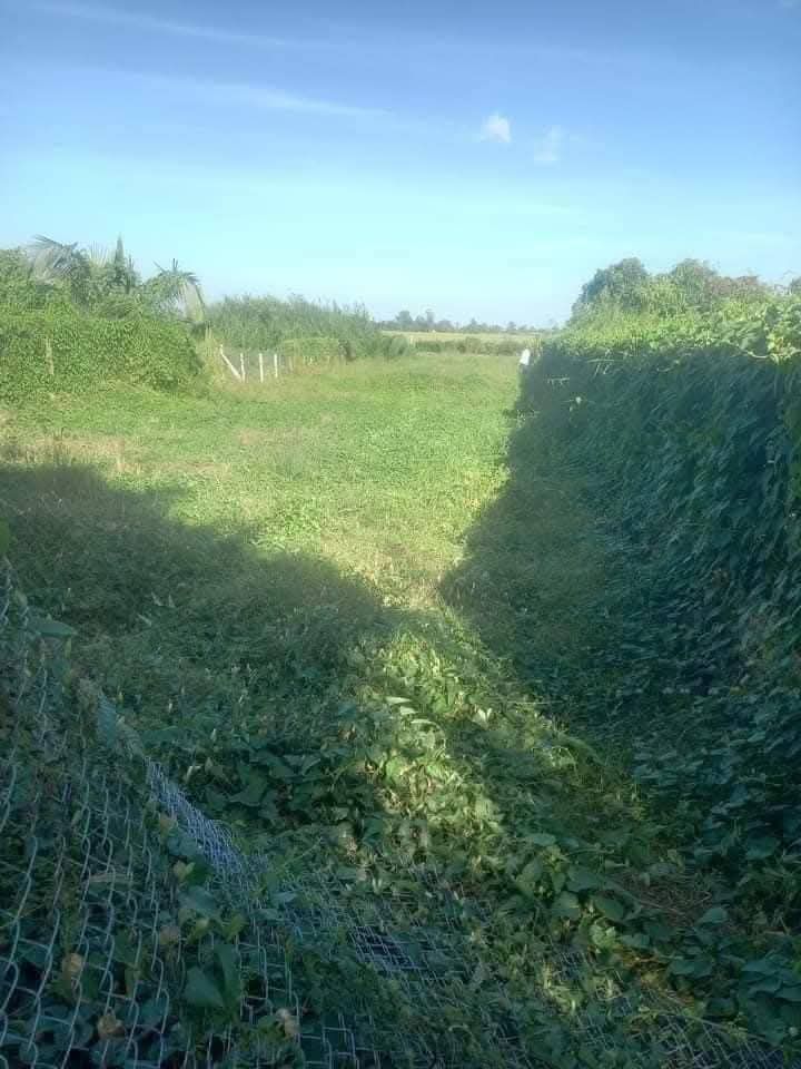 Đất lúa 1000m² mặt tiền Nguyễn Trọng Quyền, Cần Thơ - Giá 3.5 tỷ, cơ hội đầu tư tuyệt vời!