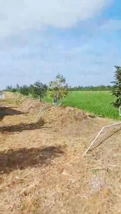 Farm 11,000m² tại Đốc Binh Kiều, Đồng Tháp - Giá chỉ 3.52 tỷ VND!
