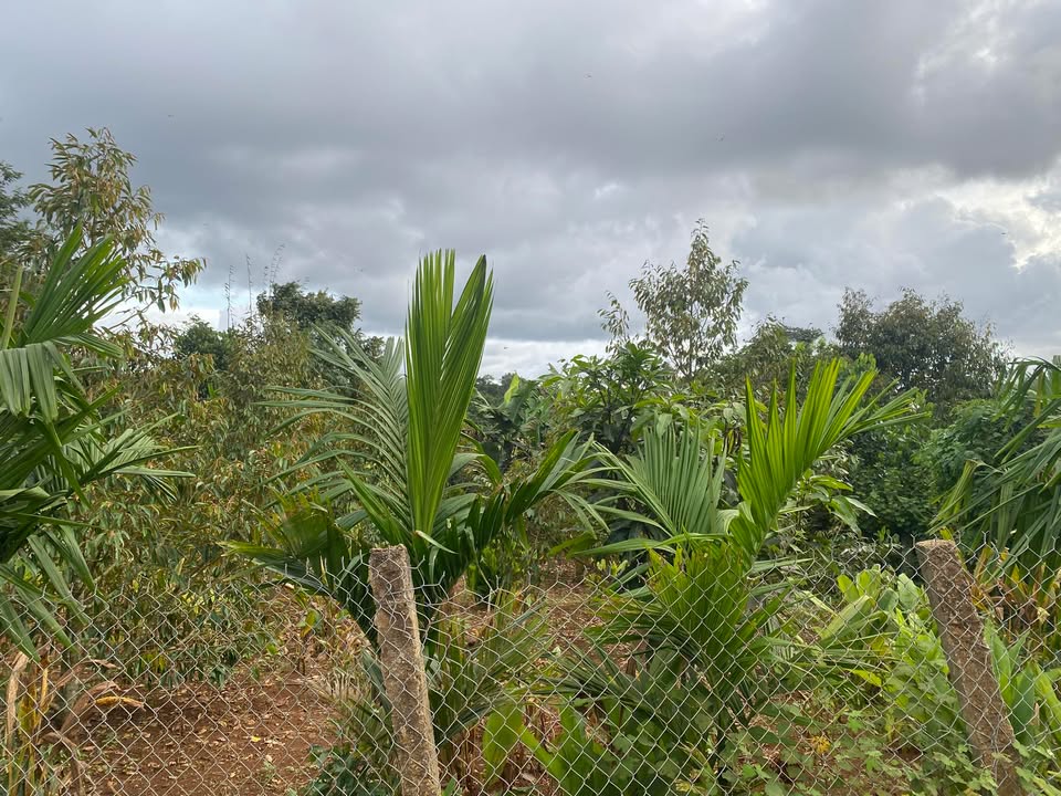 Đất nền Ea Hồ, Krông Năng 600m² giá 12 tỷ - Sổ đỏ chính chủ, thương lượng tốt!