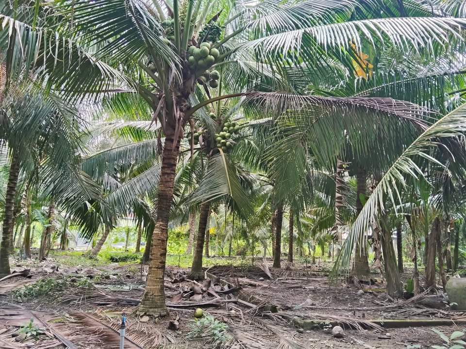 Đất vườn dừa Tiền Giang 934m² giá 800 triệu - Mặt tiền đường bê tông thuận tiện