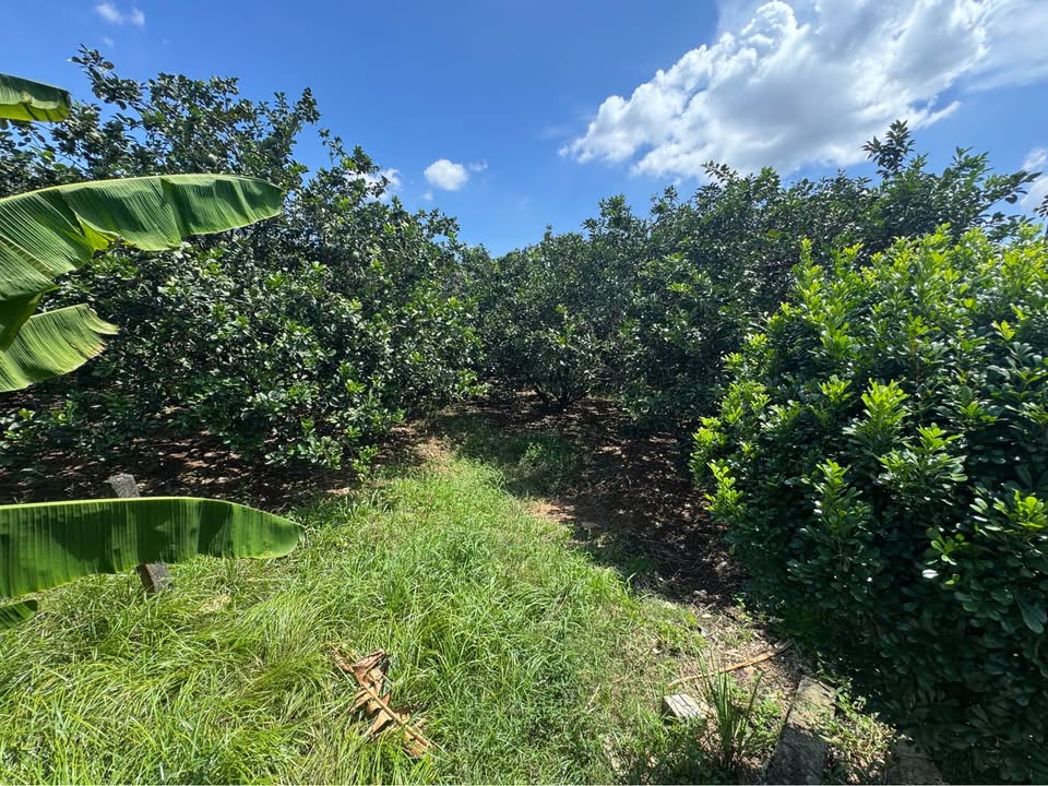 Đất thổ cư tại cầu Tân Triều 1118m² giá chỉ 8 tỷ - Cơ hội đầu tư tuyệt vời!