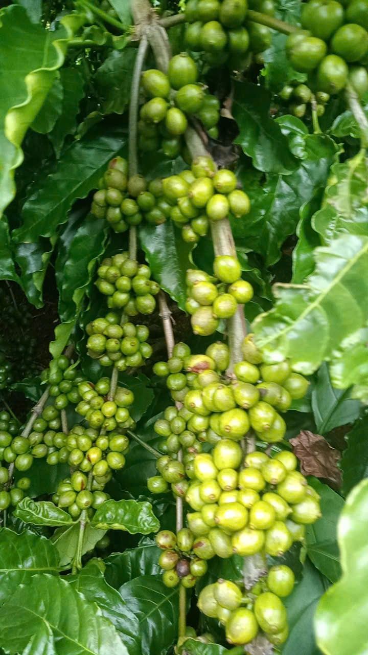 Đất nông nghiệp 6 xào tại xã Ia Phí, Chư Păh, Gia Lai - Giá chỉ 1.1 tỷ