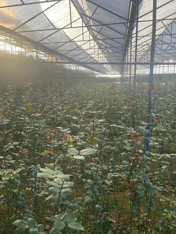 Đất Lạc Dương 1500m² giá 4.5 tỷ - Đường Nguyễn Đình Thi, gần trường học!