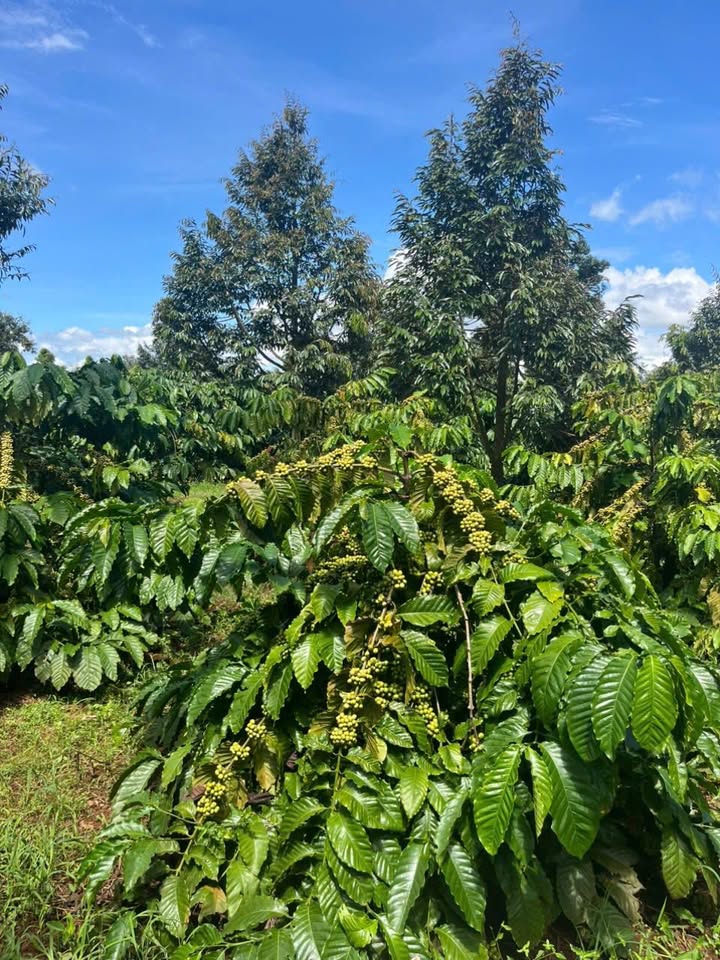 Đất nền Ea Tiêu, Cư Kuin 19440m² giá 1.944 tỷ - Cơ hội đầu tư tuyệt vời!