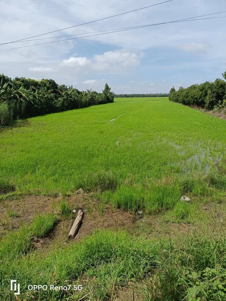 Đất ruộng Gáo Giồng, Cao Lãnh 96,000m² giá thỏa thuận - Cơ hội đầu tư hấp dẫn!