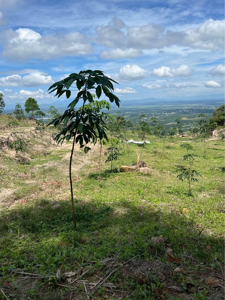 Farm 720m² tại thôn 4 Hòa Bình, Kon Tum - Bán gấp 900 cây cao su năm 3