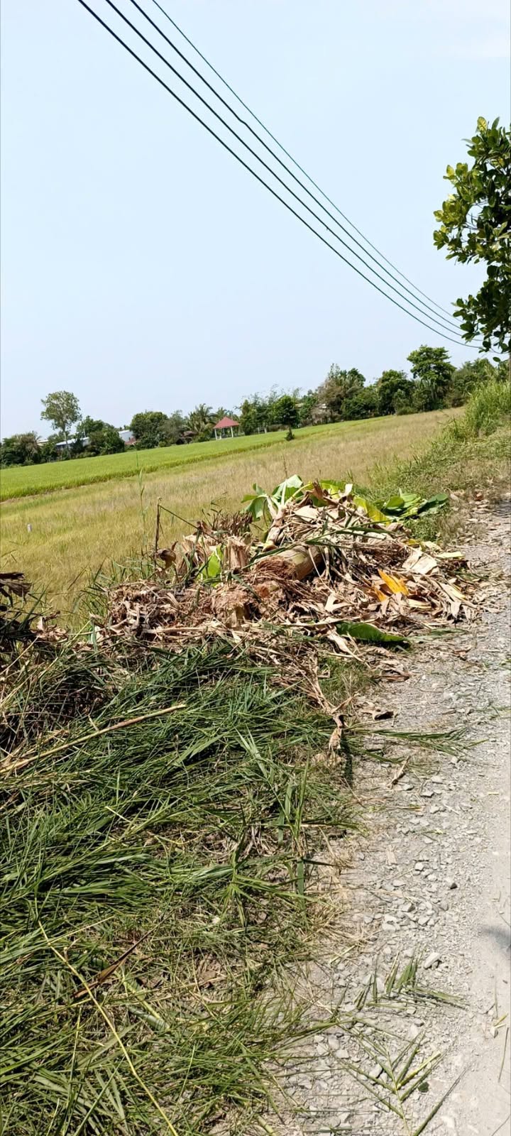 Đất nền Tân Hội Trung 150m² giá 200 triệu - Đầu tư sinh lời hấp dẫn!