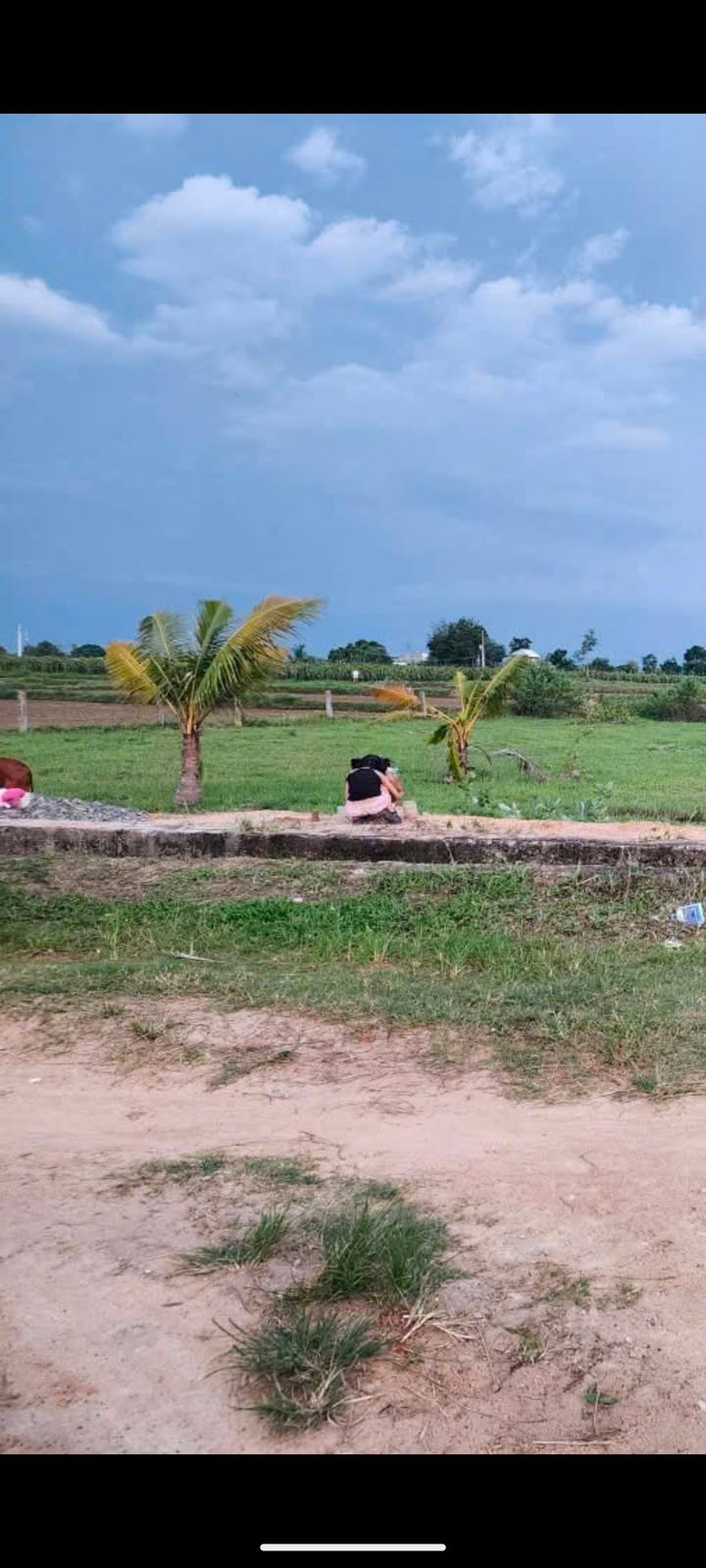 Đất lúa quy hoạch cây lâu năm 1,3 sào tại xã Hàm Chính - Đầu tư sinh lời chỉ 370 triệu