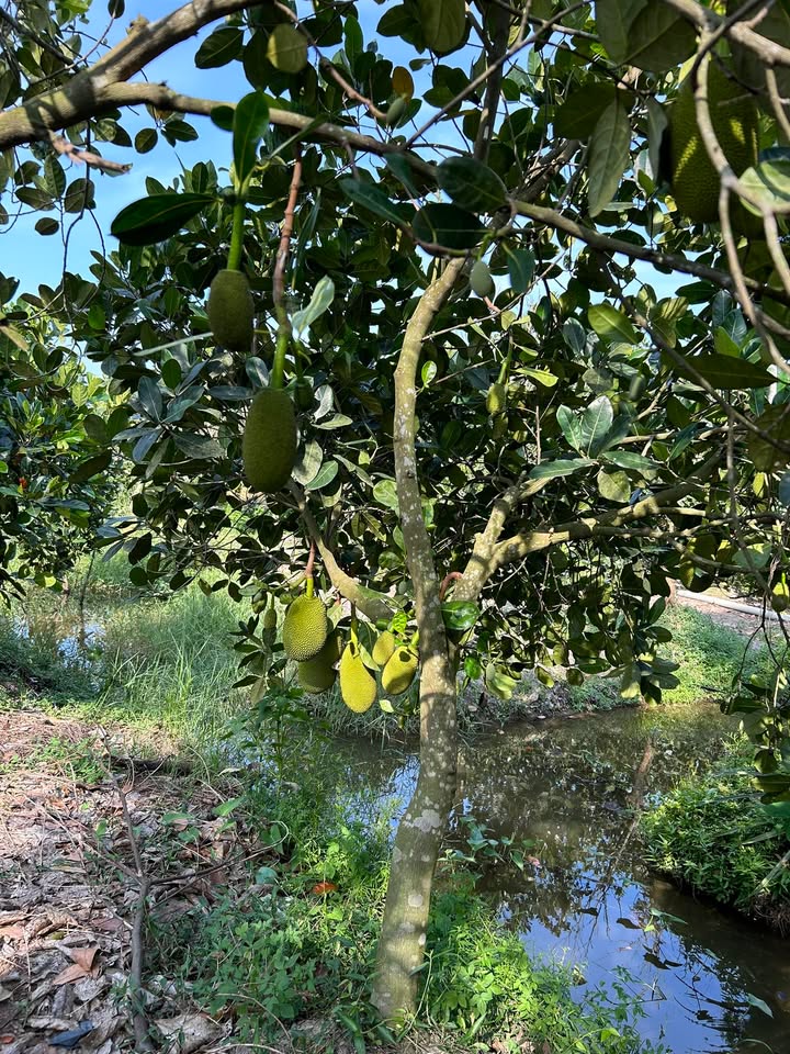 Đất nông nghiệp xã Mỹ An 58000m² giá 260 triệu - Đầu tư sinh lời ngay!