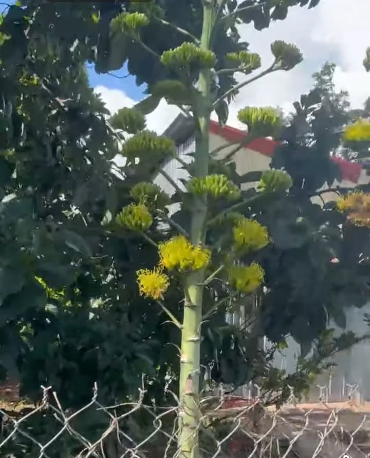 Đất nền Nghĩa Thành, Châu Đức 130m² giá 695 triệu - Đường nhựa, vỉa hè rộng rãi!