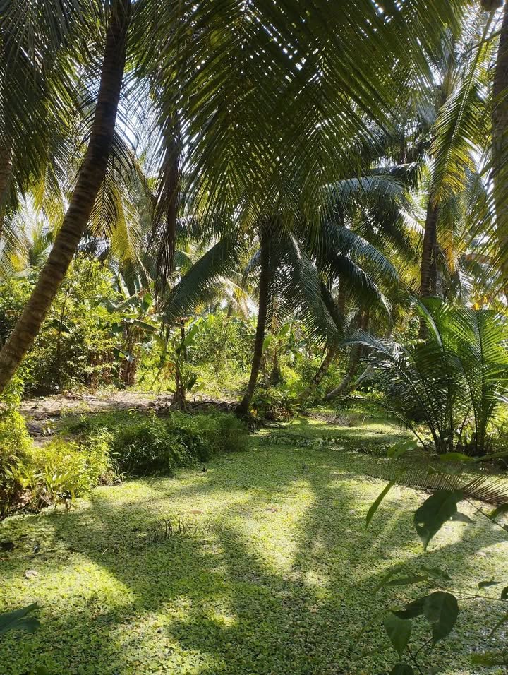 Đất nền 2 công Nhị Long Phú Càng Long Trà Vinh giá 600 triệu - Thương lượng mạnh tay!