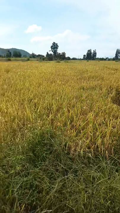 Farm 4ha Chư A Thai, Gia Lai giá 920 triệu - Đầu tư sinh lời hấp dẫn!