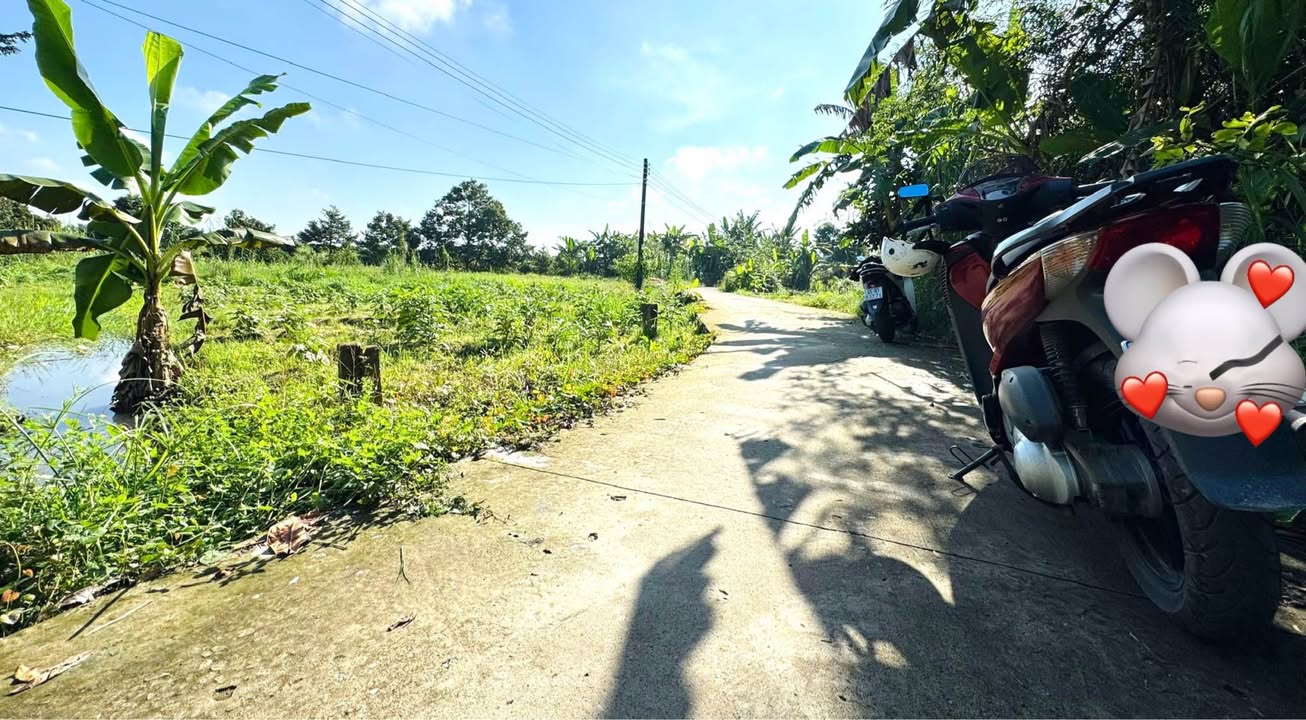 Đất nền đầu tư F1 Rạch Sung QL 61C Phong Điền 160m² giá chỉ 590 triệu!