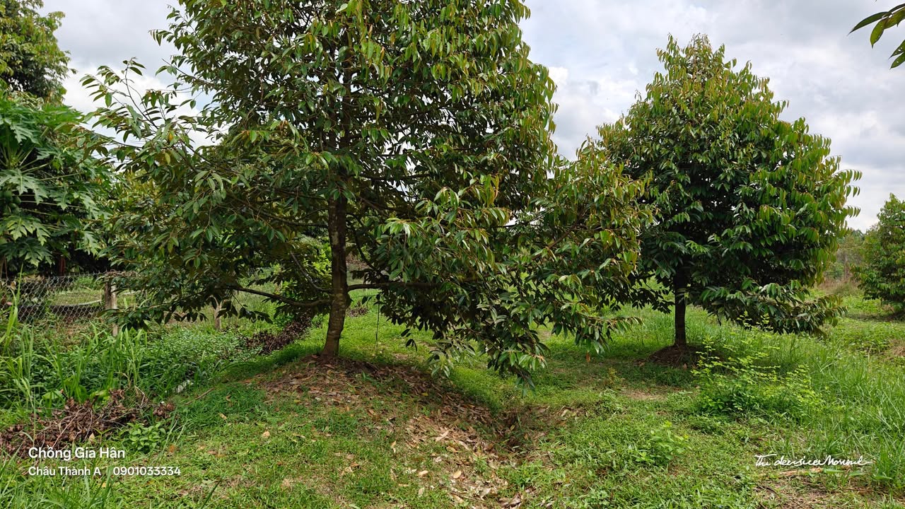 Đất vườn Trường Long, Phong Điền 2675m² chỉ 3.343 tỷ - Mặt tiền đường nhựa rộng!