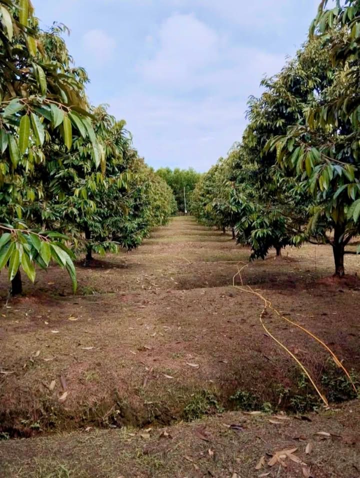 Farm 20.200m² tại Phú Trung, Tân Phú giá 11 tỷ - Cơ hội đầu tư hấp dẫn!