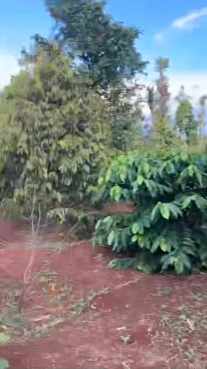 Đất nền 8000m² đường Y Moan, Buôn Ma Thuột - Giá chỉ 2 tỷ hấp dẫn!