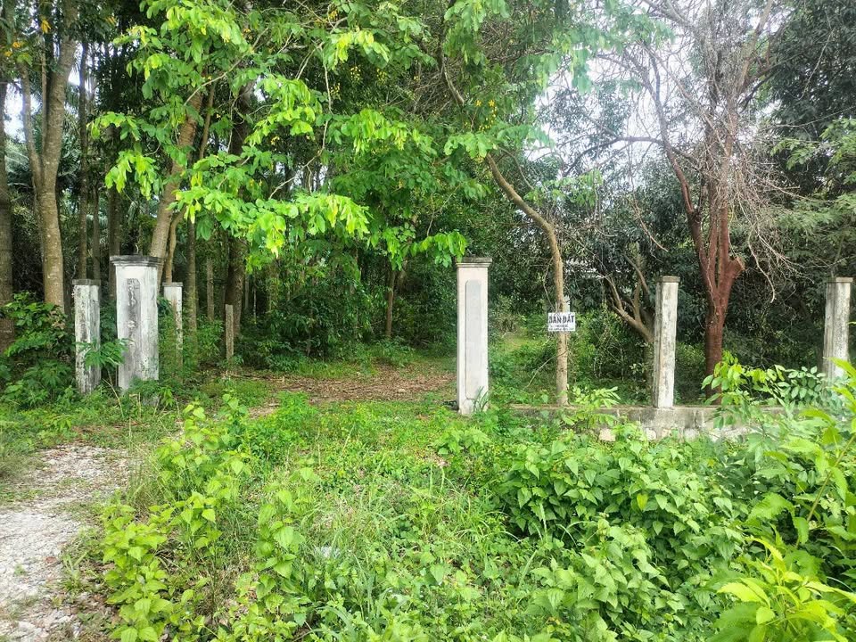 Đất CLN 7671m² mặt tiền đường lên Núi Cấm, xã An Hảo - Giá 5.75 tỷ, đầu tư sinh lời ngay!