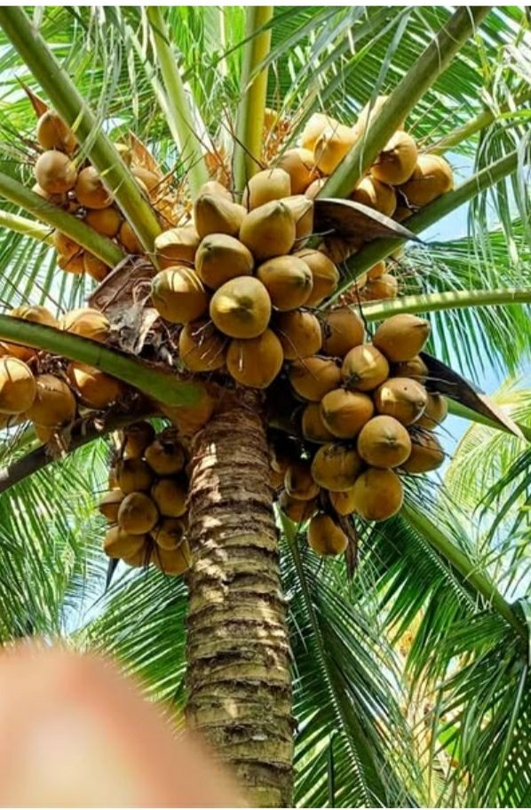 Đất vườn Mỹ Thạnh Giồng Trôm 1300m² giá 780 triệu - Đầu tư sinh lời ngay!