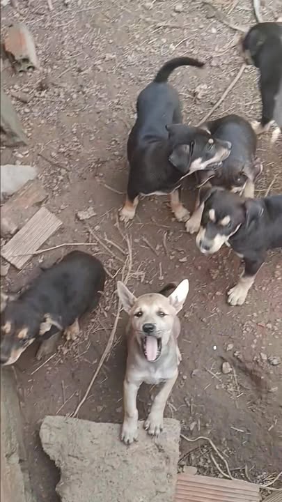 Đất thổ cư 1350m² Vĩnh Tân, Vĩnh Cửu chỉ 2.2 tỷ - Sổ riêng chính chủ!