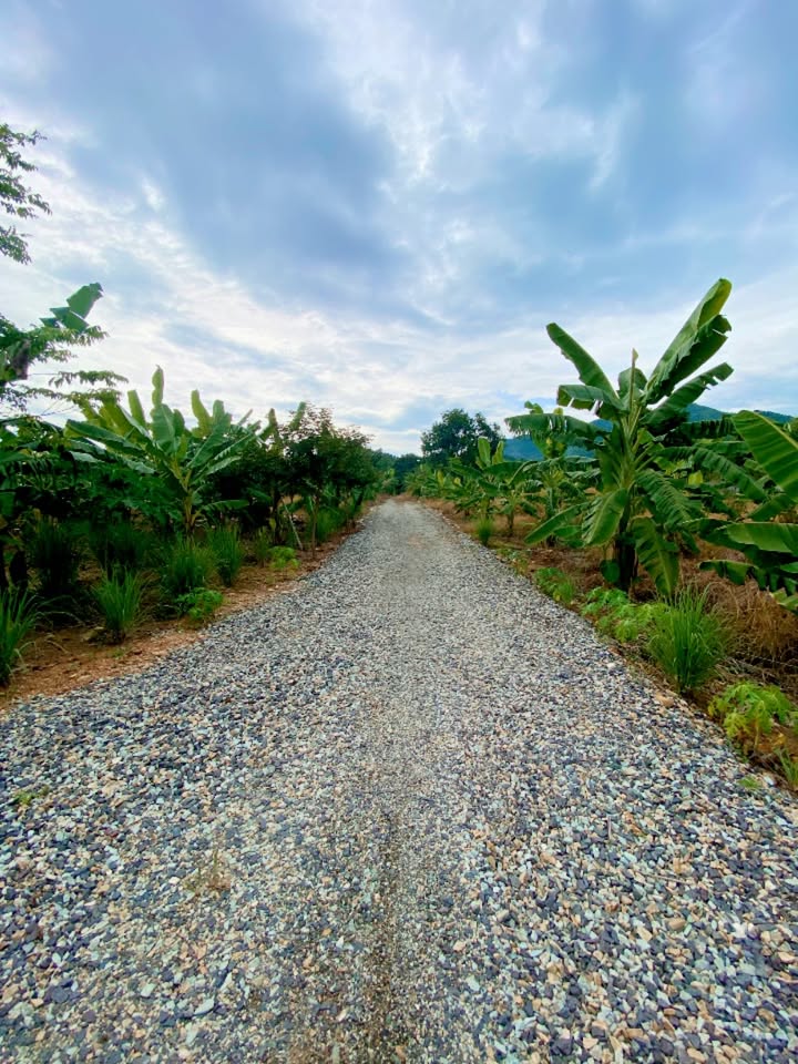 Farm Diên Sơn, Diên Khánh 6000m² giá 1.7 tỷ - Cơ hội sở hữu vườn cây ăn trái!