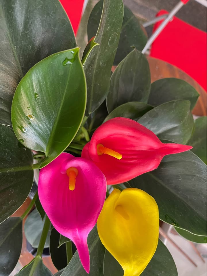 Nhà phố Bảo Lộc 95m² giá 3.3 tỷ - Thiết kế hiện đại, sẵn thổ cư!