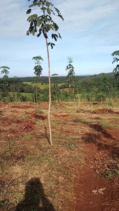 Đất Farm Phú Nghĩa Bù Gia Mập 4ha - Pháp lý rõ ràng, đường ô tô vào tận nơi!