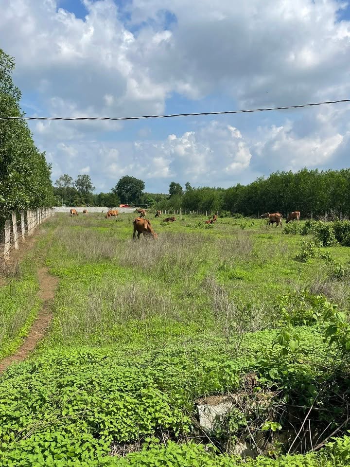 Đất nền Tân Hà La Gi 3600m² giá 1.44 tỷ - Sổ đỏ chính chủ bán gấp!