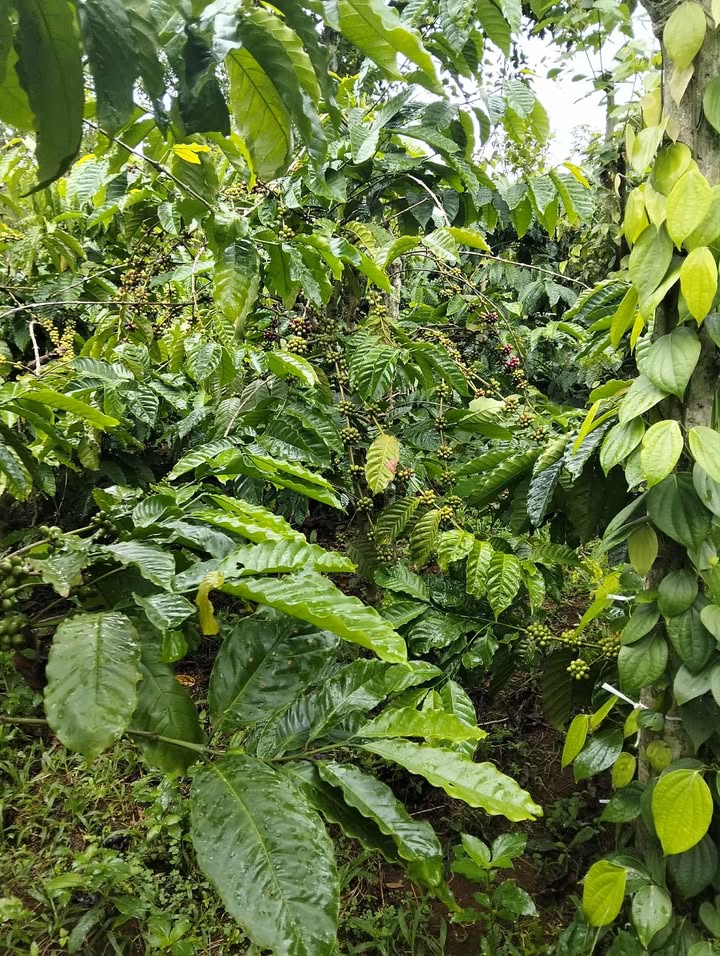 Đất thổ cư Đắk Săk 727m² giá 2.1 tỷ - Đầu tư sinh lời ngay!