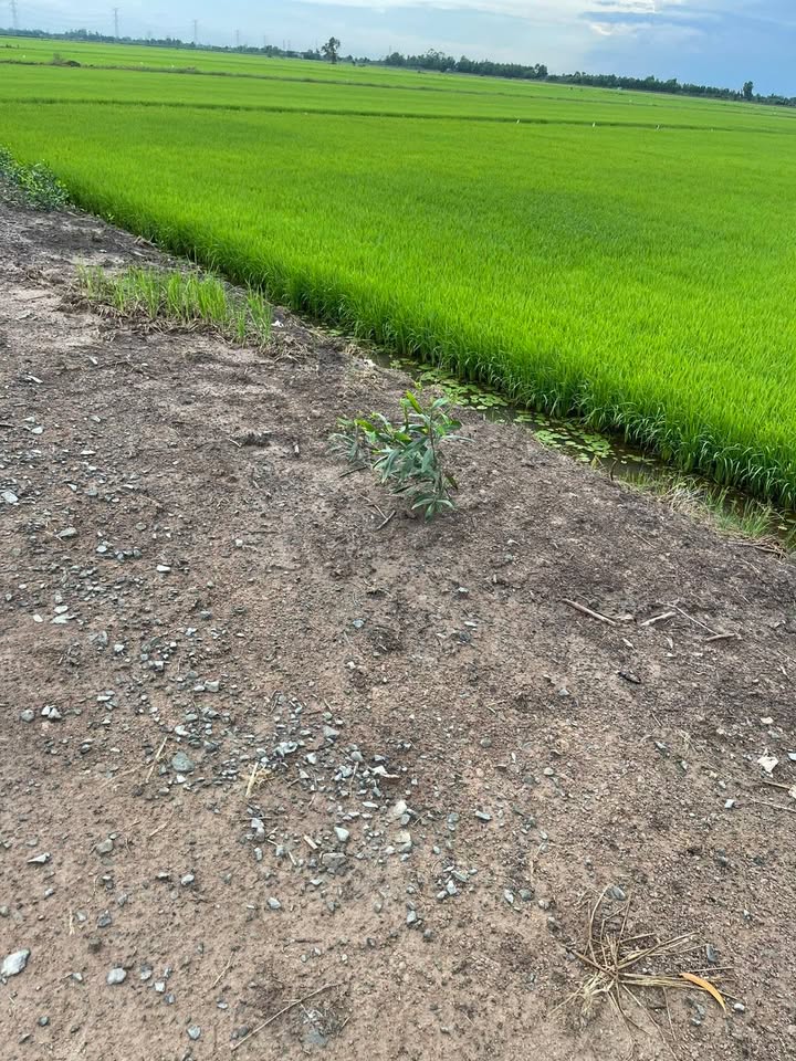 Đất nền Long Thạnh Thủ Thừa 14.400m² giá 1.8 tỷ - Đầu tư sinh lời ngay!