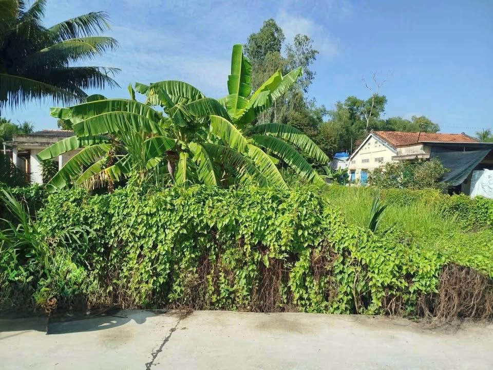 Đất thổ cư Lợi Bình Nhơn, Tân An 1.148m² giá 4.6 tỷ - Cơ hội đầu tư hấp dẫn!