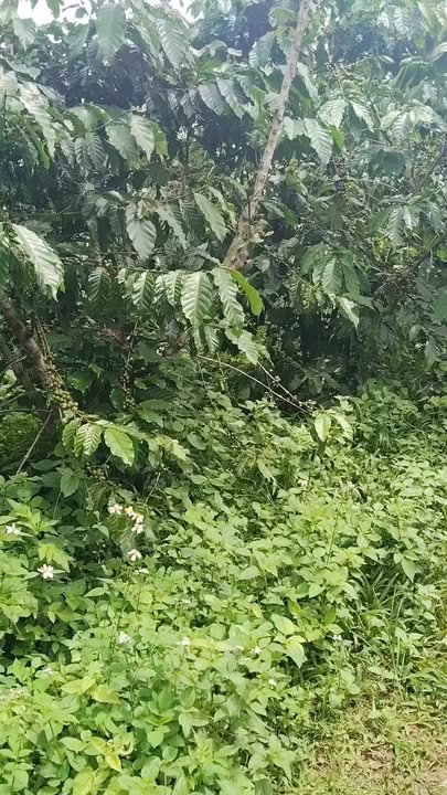 Đất vườn 8000m² tại Tân Lạc, Bảo Lâm - Giá chỉ 1.512 tỷ, phù hợp đầu tư!