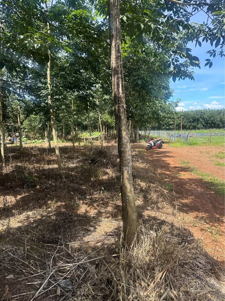 Farm Lộc An 2,8ha giá 5,6 tỷ - Đất đẹp, tiềm năng phát triển