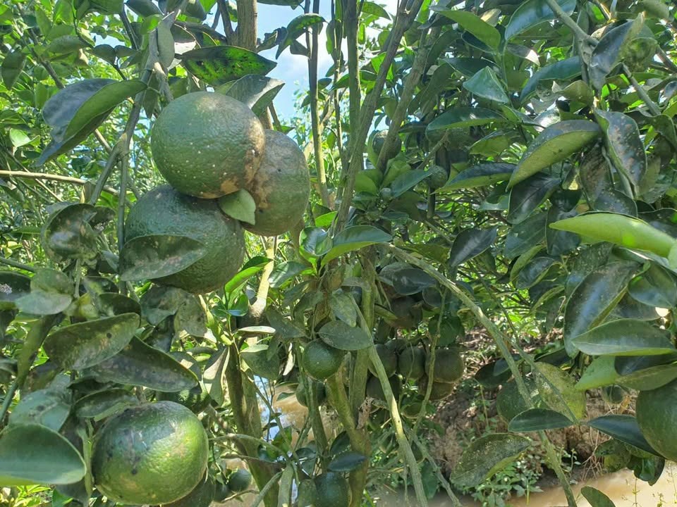 Đất nông nghiệp 2200m² tại Loan Mỹ, Tam Bình - Giá chỉ 264 triệu!