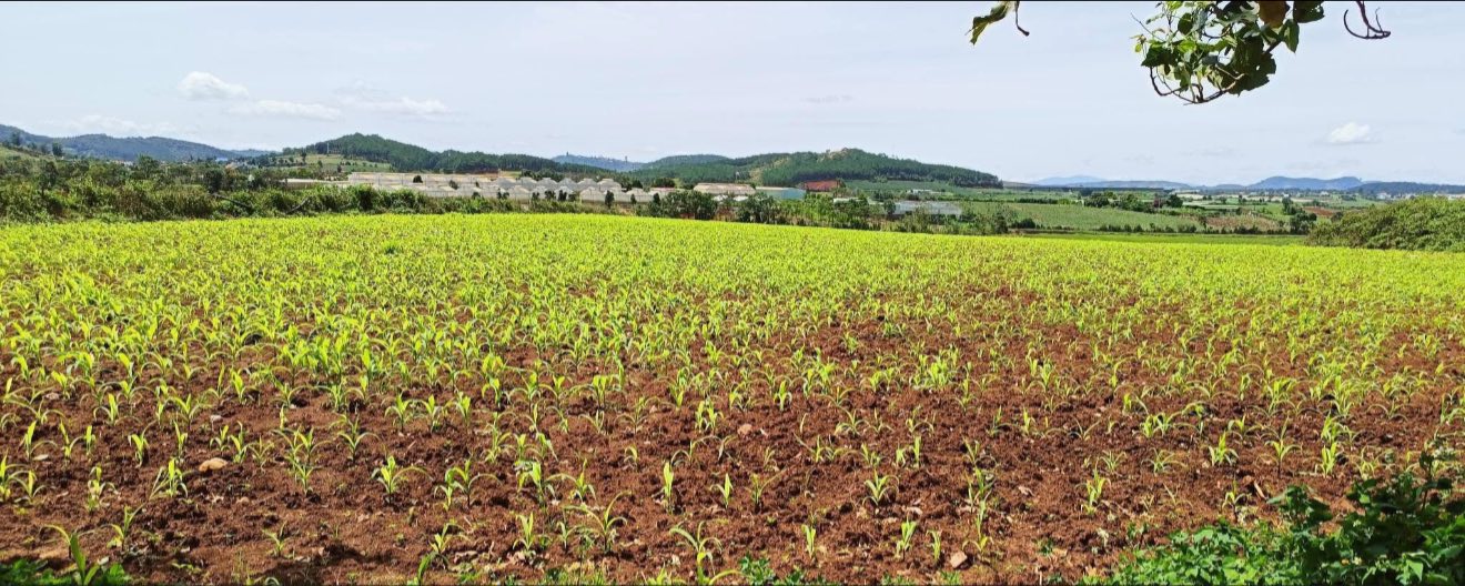 Đất nền 9 sào tại xã Quảng Lập - Lâm Đồng giá 2.786 tỷ - Đầu tư lý tưởng!