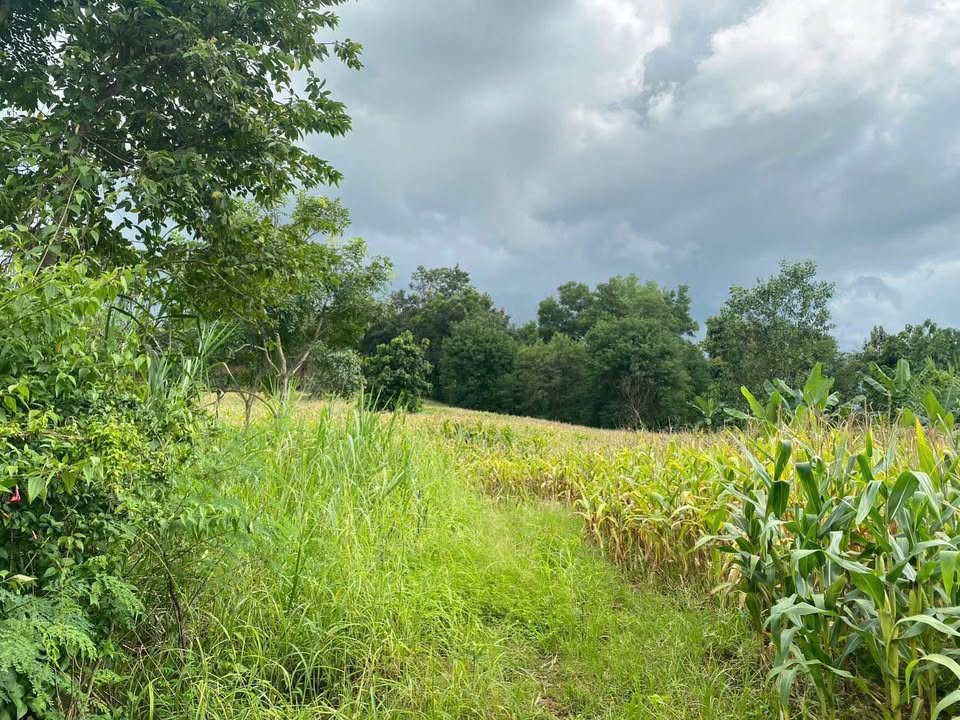 Đất nền 1ha tại Khánh Xuân, Buôn Ma Thuột chỉ 2.8 tỷ - View đồi tuyệt đẹp!