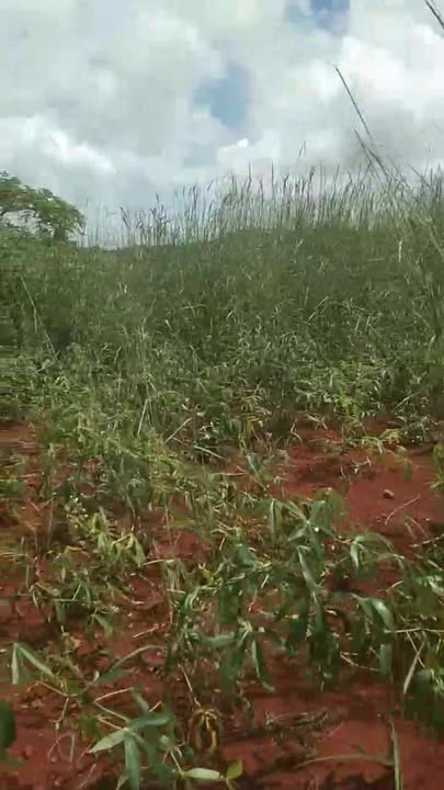 Đất ở xã Kon Chiêng 10.000m² giá 10 tỷ - Cơ hội đầu tư tuyệt vời!