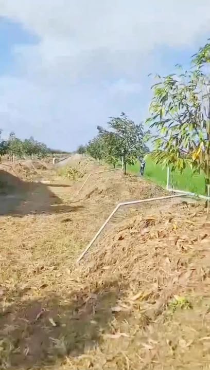 Farm 11 công đất sầu riêng xã Đốc Binh Kiều, Đồng Tháp - Giá chỉ 32 tỷ!