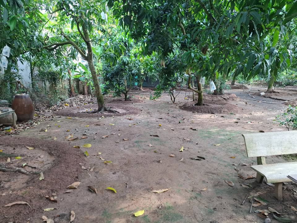 Đất nền chính chủ 250m² tại Cao Lãnh chỉ 450 triệu - Sổ hồng rõ ràng!