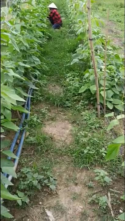 Đất mặt tiền đường nhựa xã Nhị Mỹ 3000m² giá 1.3 tỷ - Cơ hội đầu tư hấp dẫn!