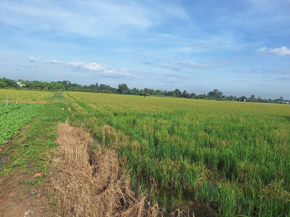 Đất lúa 1 mẫu tại xã Tân Hòa, Gò Công - Giá 285 triệu - Cơ hội đầu tư tuyệt vời!