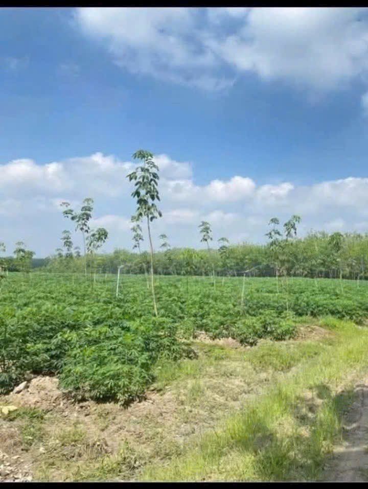 Farm 13 mẫu cao su Tân Phong, Tân Biên giá 1.3 tỷ - Đầu tư sinh lời nhanh!