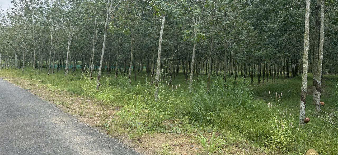 Đất nền 1,3ha tại Định Thành, Dầu Tiếng - Giá 6,5 tỷ, mặt tiền 60m!