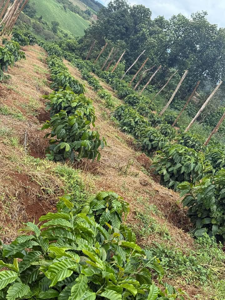 Đất nền thổ cư 1ha mặt tiền đường tại Nhân Đạo - Giá 2.05 tỷ, bớt lộc