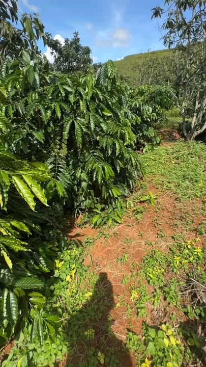 Đất mặt tiền Quảng Tâm, Tuy Đức 12.000m² giá 1.65 tỷ - Đầu tư lý tưởng!