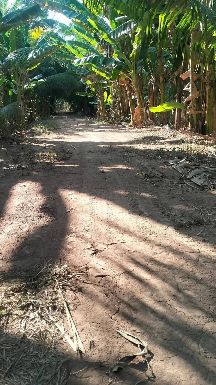 Đất mặt tiền đê Hậu, xã Thới Lai, huyện Bình Đại 7500m² - Cơ hội đầu tư sinh thái hấp dẫn!